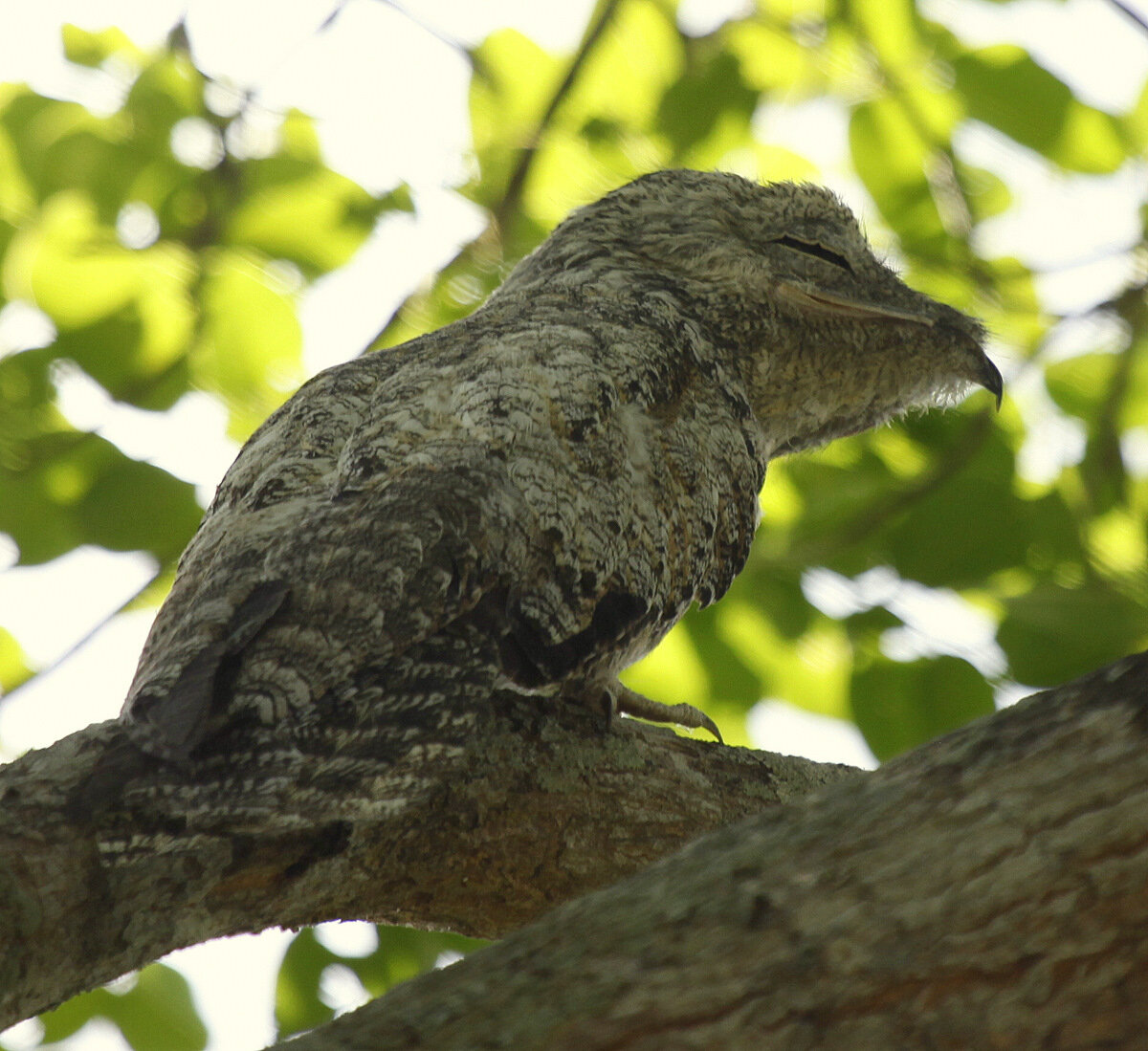 Фантом птица. Козодой. Nyctibius Grandis. Птица призрак УРУТАУ. Птица призрак УРУТАУ козодой.