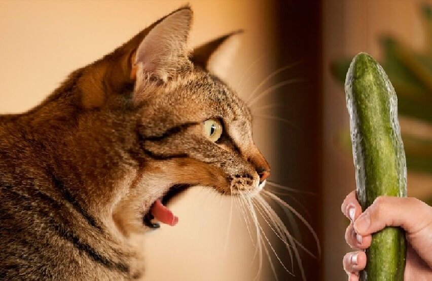 Почему коты боятся огурцов? | Cats & dogs | Дзен