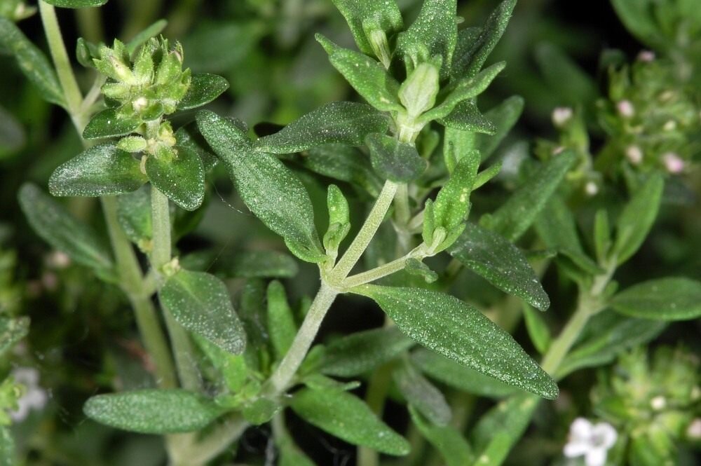 чабрец (тимьян)