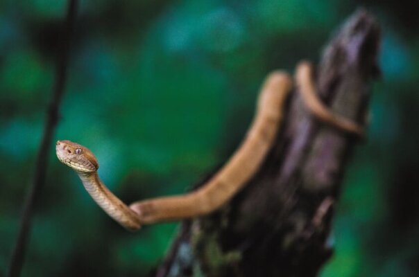
Причина запрета: слишком много ядовитых змей  
