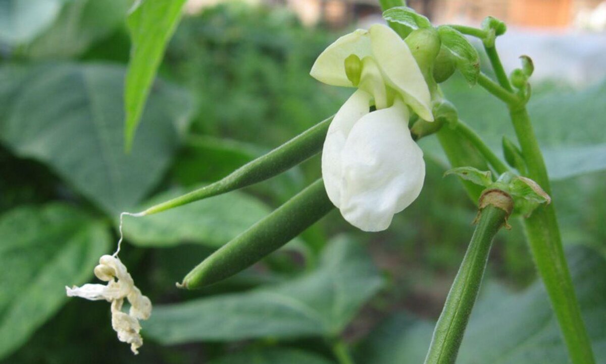 Фасоль цветение. Phaseolus vulgaris. Стручковая фасоль цветение. Фасоль остролистная. Фасоль боюзильда цветение.