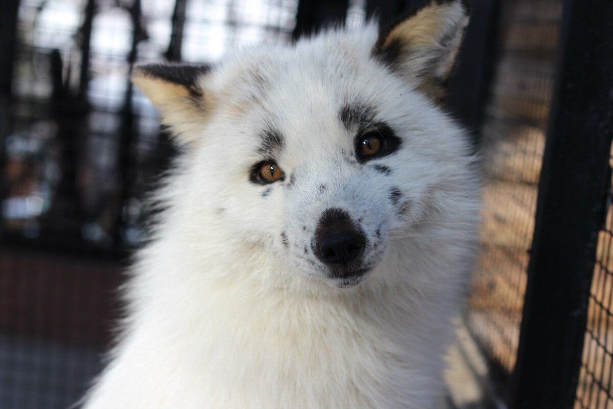 Здрасте, я ваш новый член семьи