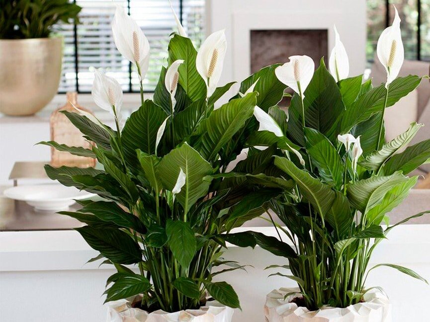 10 комнатных растений, которые принесут любовь в твой дом