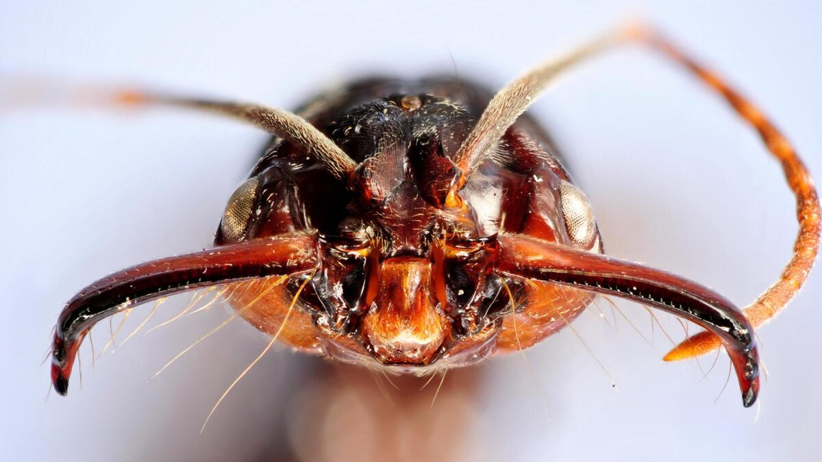 Муравей-trap-jaw (Odontomachus sp.)
