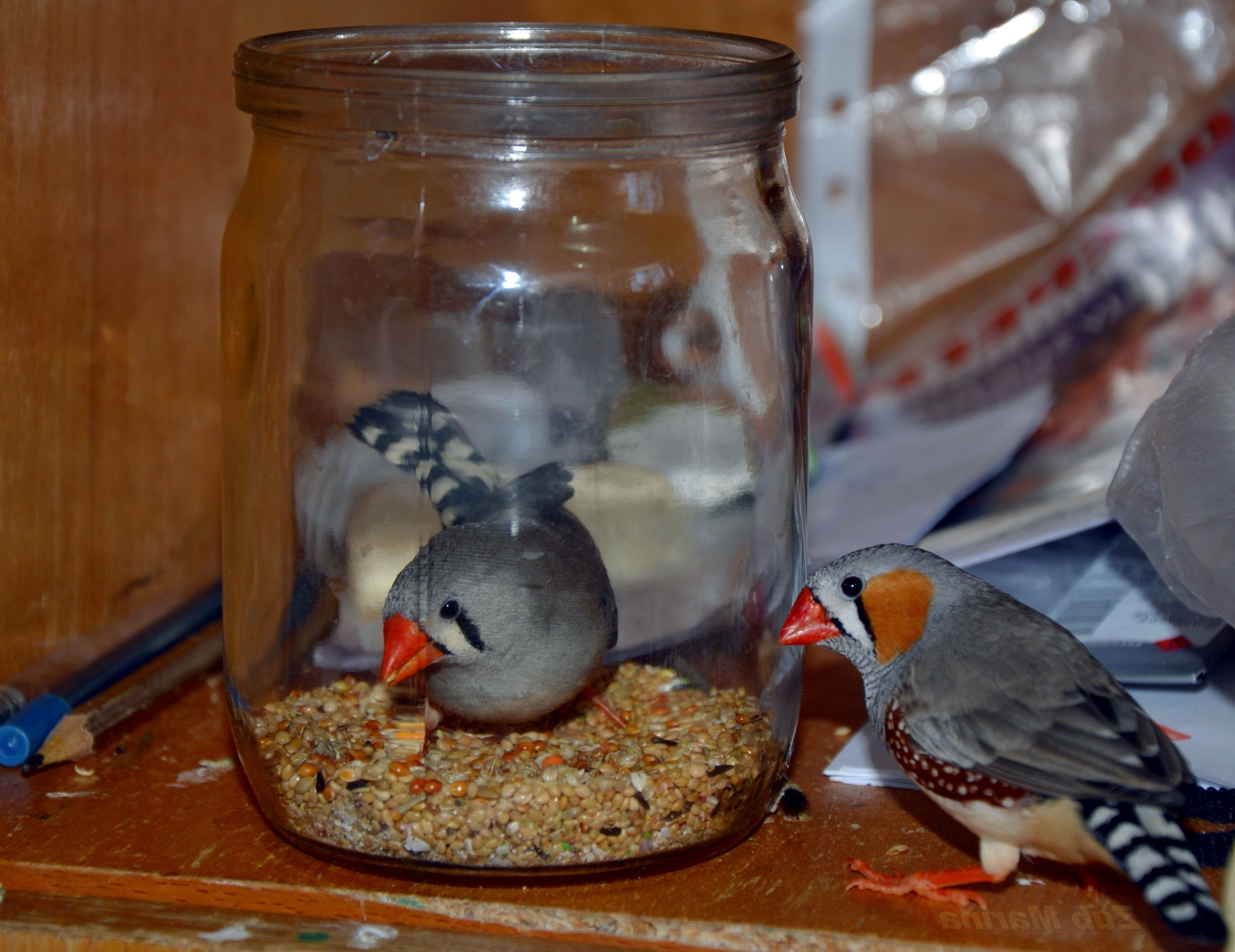 Добрые маленькие амадины - это отличный способ войти в мир птицеводства