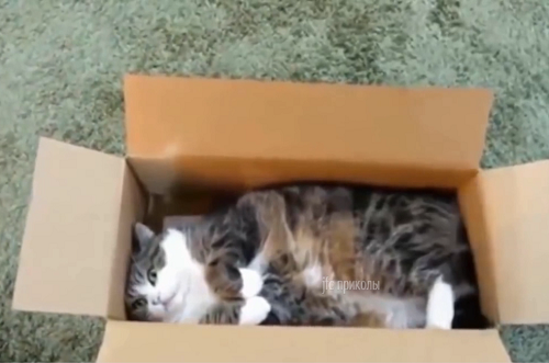 скриншот из видео