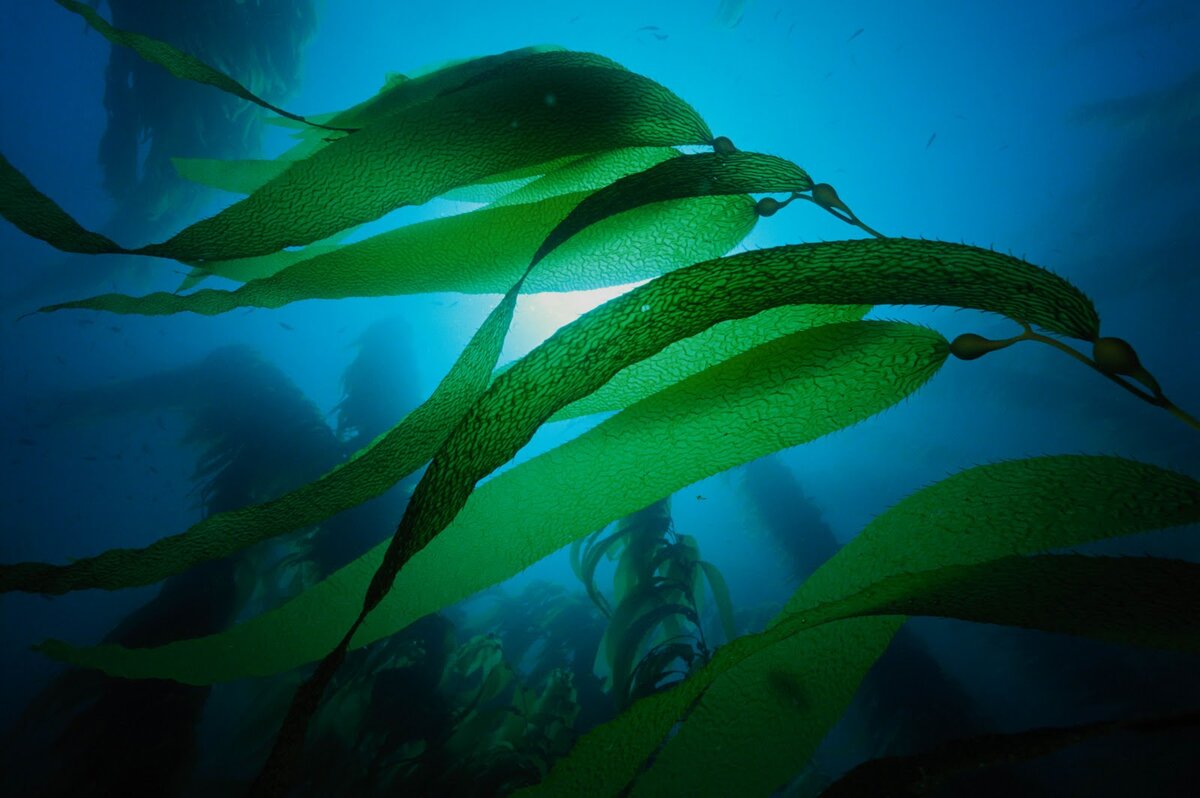 Море с водорослями