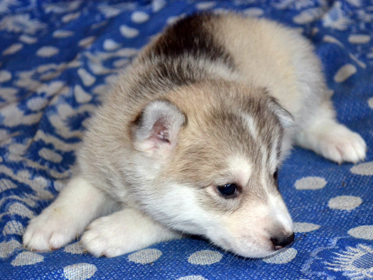 Щенок хаски