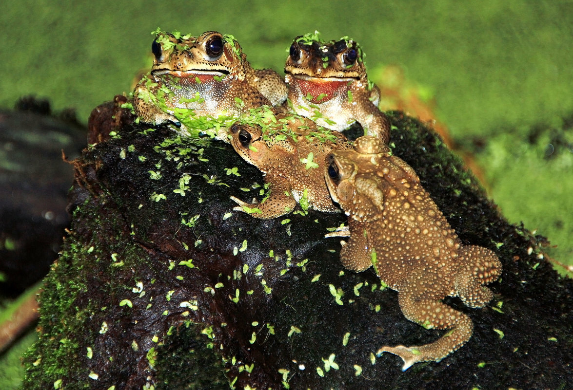 Содержание лягушек в домашних условиях | Garden-Zoo.ru | Дзен