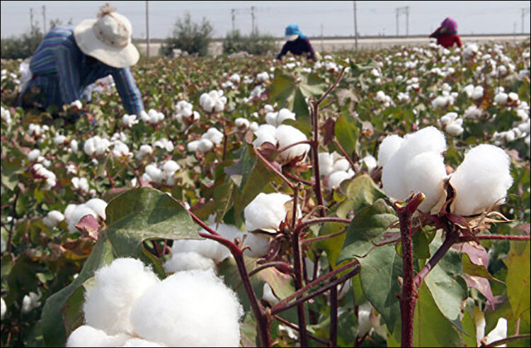 На сборе хлопка в Узбекистане. Фото с сайта Nuz.uz