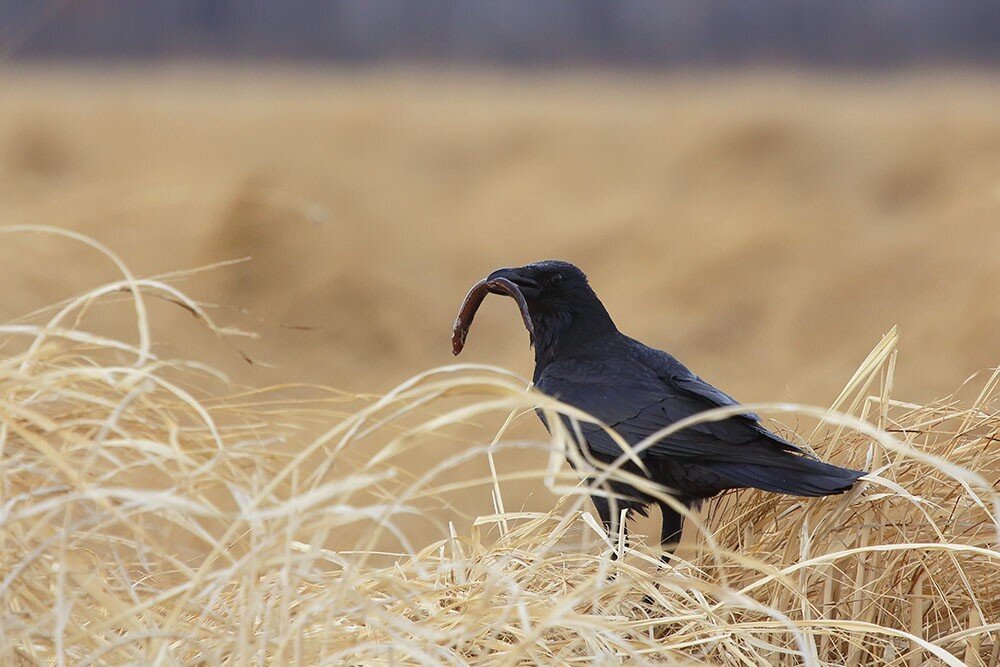 У ворона в клюве только что пойманная рыба
