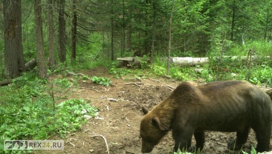 Фото: zapovednik-stolby.ru