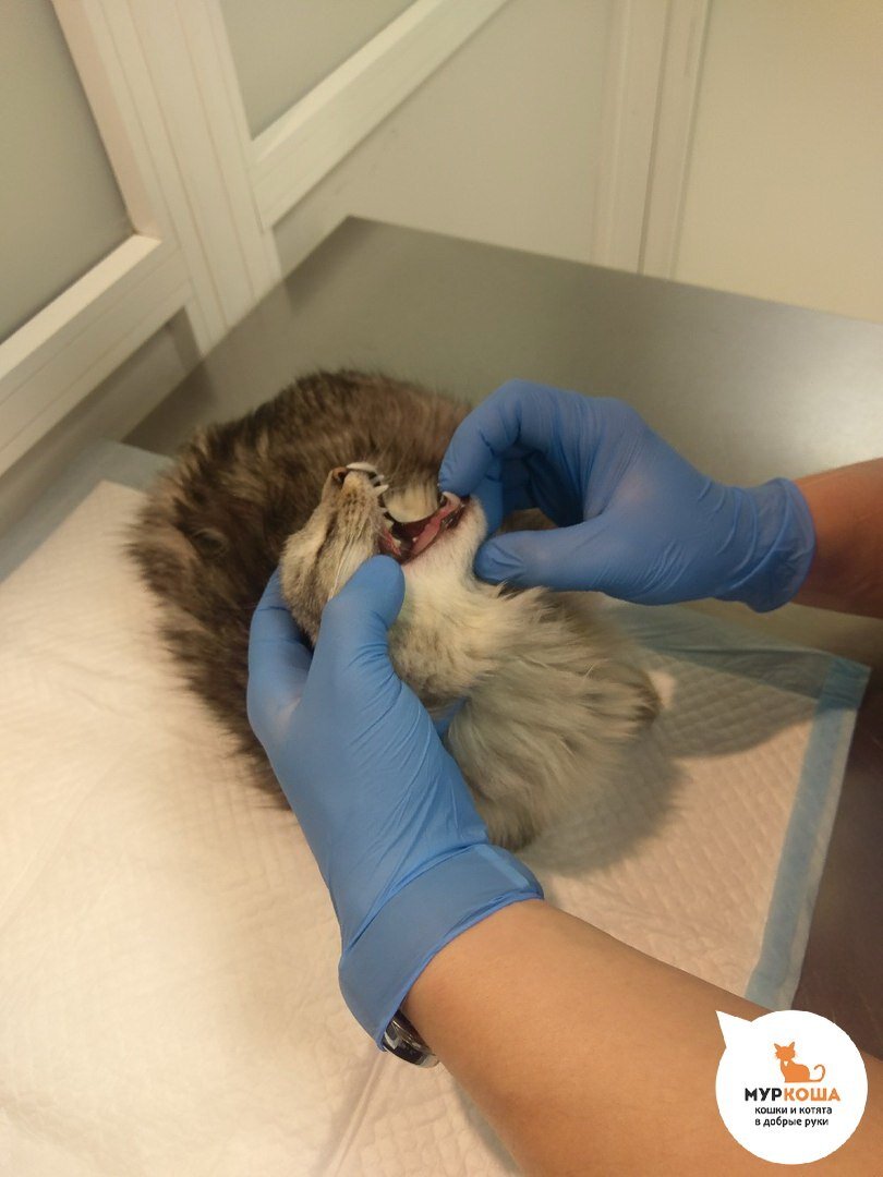 Профилактический осмотр котика Тёмы.