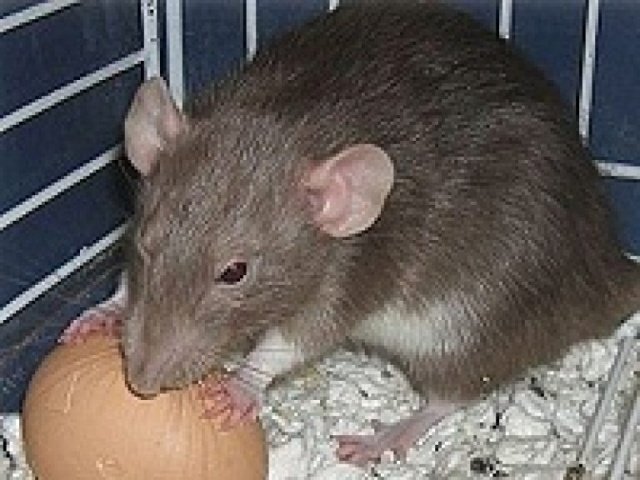 Эффективная борьба с крысами в частном доме