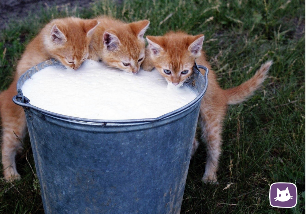 Казалось бы, кошка и блюдце с молоком - самое подходящее сочетание. Однако, нужно ли кошке пить молоко, а главное, безопасно ли это? Вот вопрос, с которым мы постараемся сейчас разобраться.