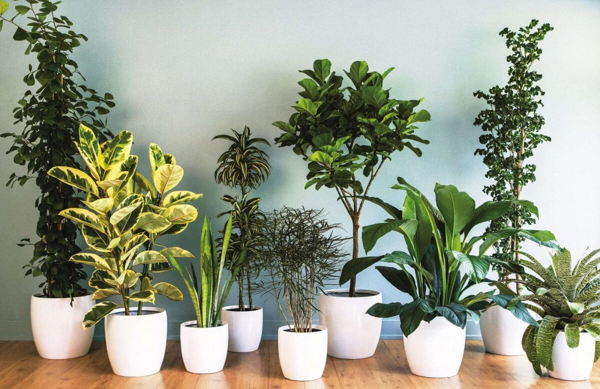 Крупномерные комнатные растения купить
