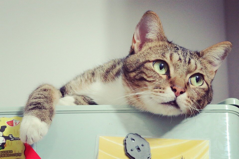 Не все коты будут рады греть своих хозяев, заменяя теплую батарею в зимние вечера и ночи (фото с сайта https://pixabay.com)