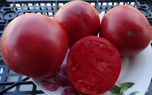 Ультраскороспелые томаты для открытого грунта: обзор лучших сортов