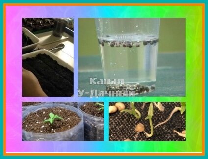 Семена можно проращивать в термосе (обзор советов и способов наших читателей)