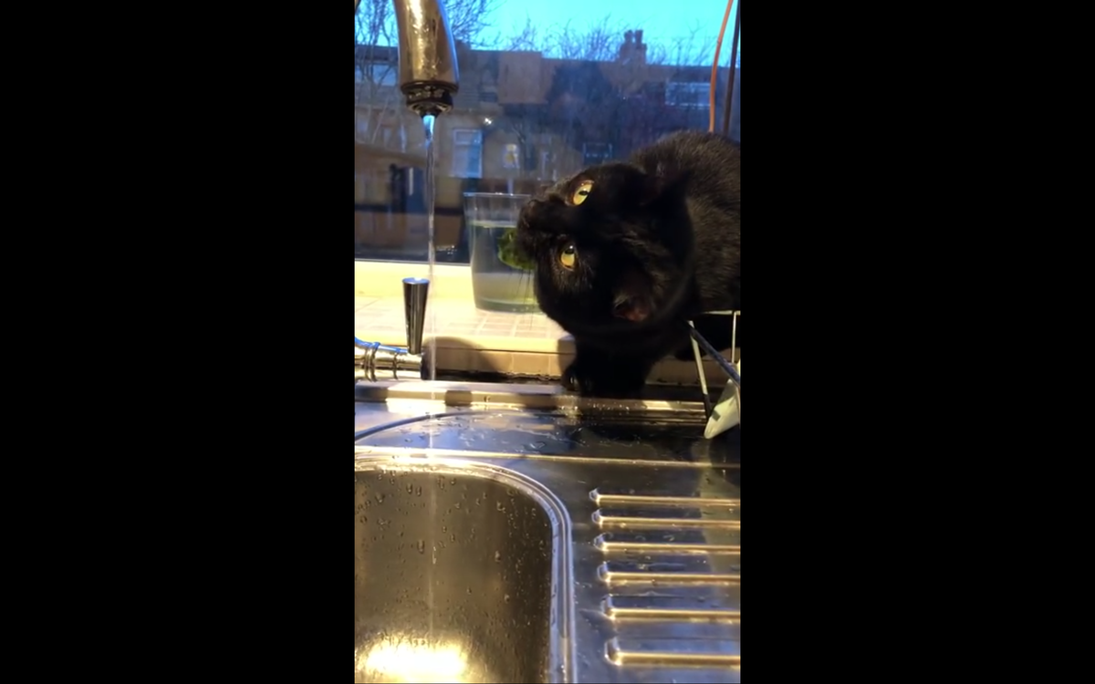 Кадр видео youtube.com/ViralHog