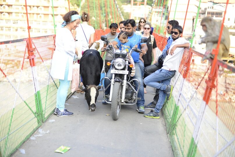 Тут все смешалось коровы, байки люди…