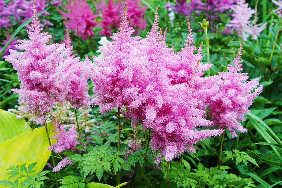 Астильба Давида