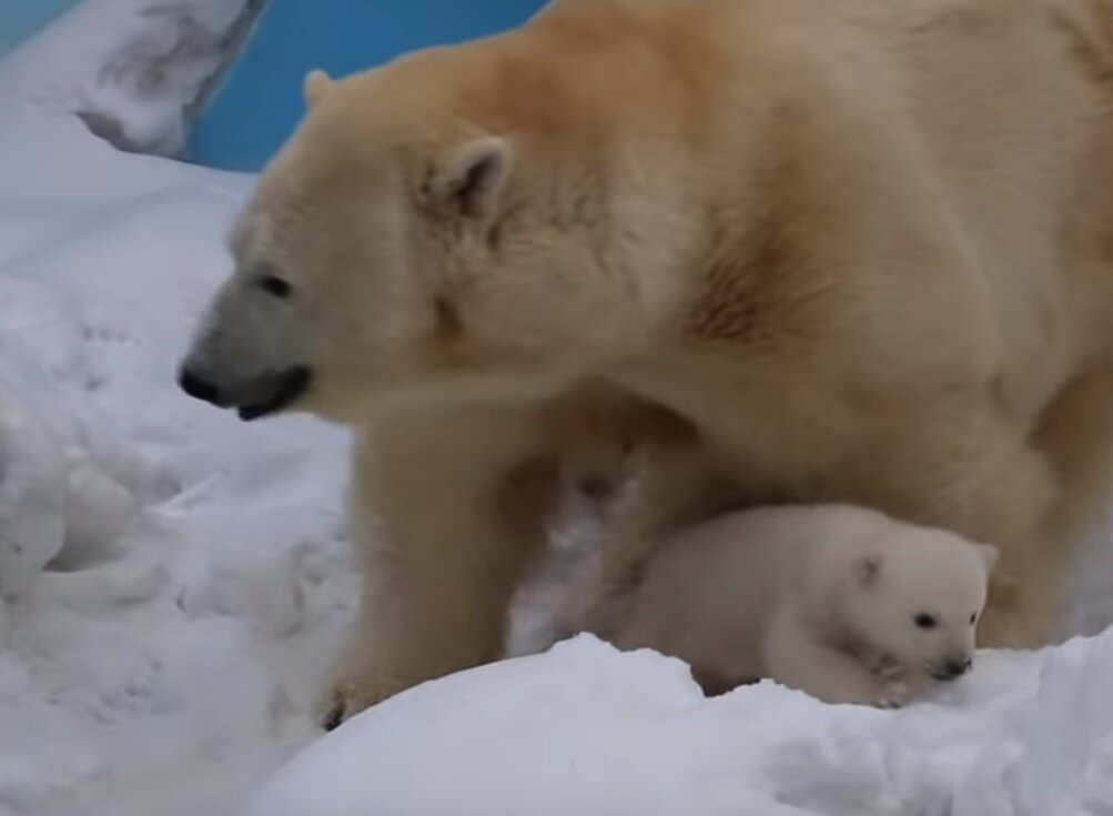 В декабре 2018 года в Новосибирском зоопарке родились медвежата у белой медведицы по имени Герда. Это уже её третьи роды.