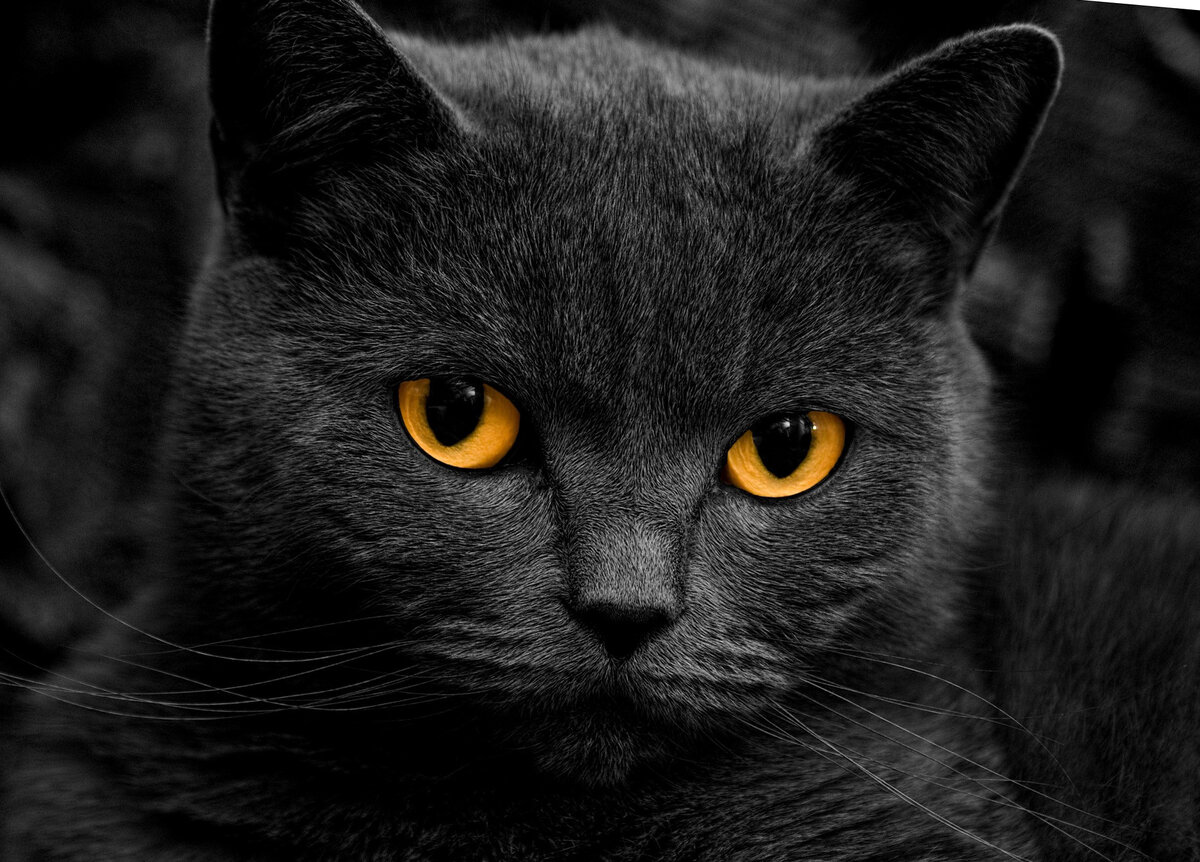 Анти Суеверие: черная кошка – символ удачи!