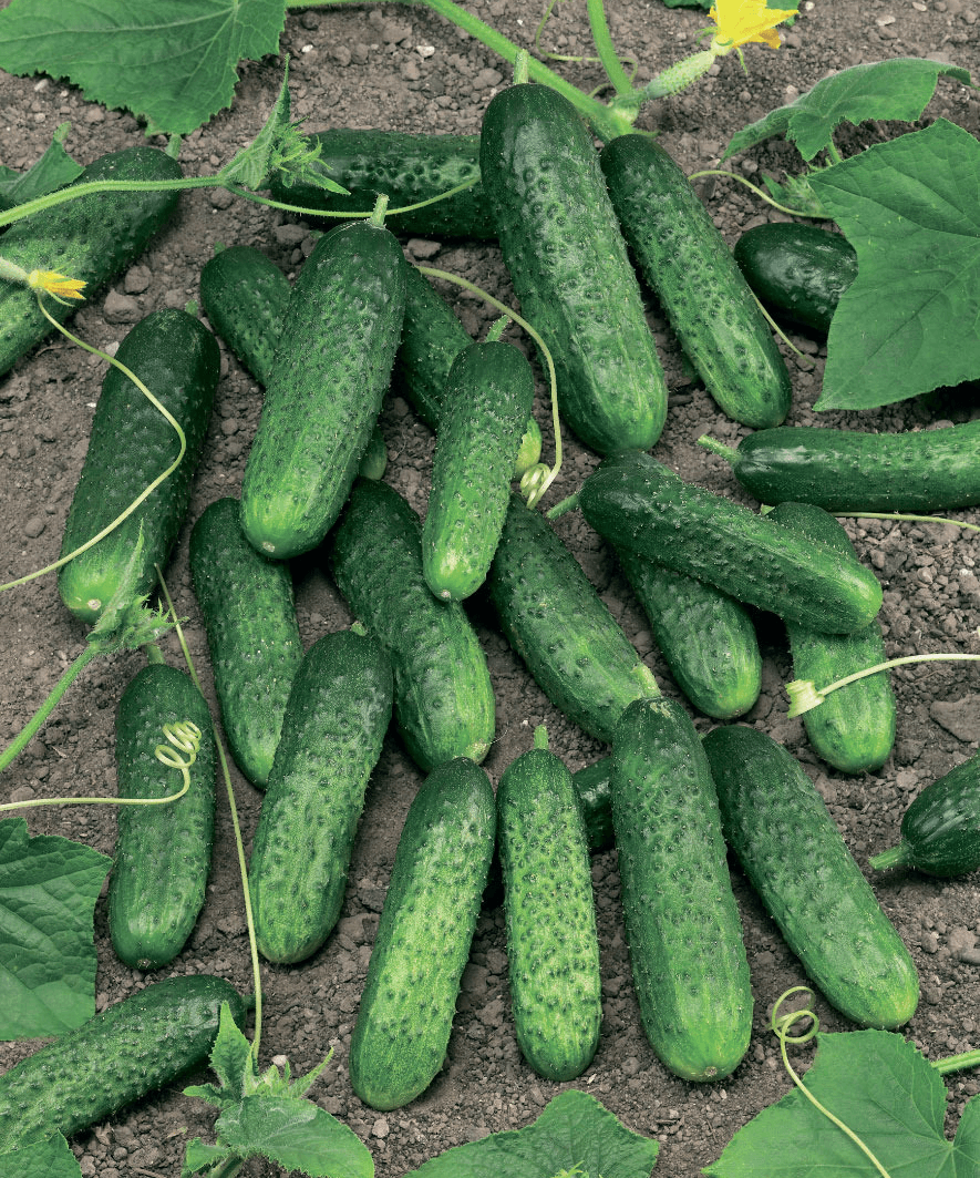 Выращивайте сорта разного срока созревания. Среди множества разновидностей есть отличные огурцы раннего, среднего и позднего срока созревания. Ранние и средние сорта подходят для всех регионов России (при условии адаптированности к местному климату). Поздние огурцы лучше выращивать в южных районах, или тепличных условиях, чтобы они успели вызреть в благоприятных термальных условиях.