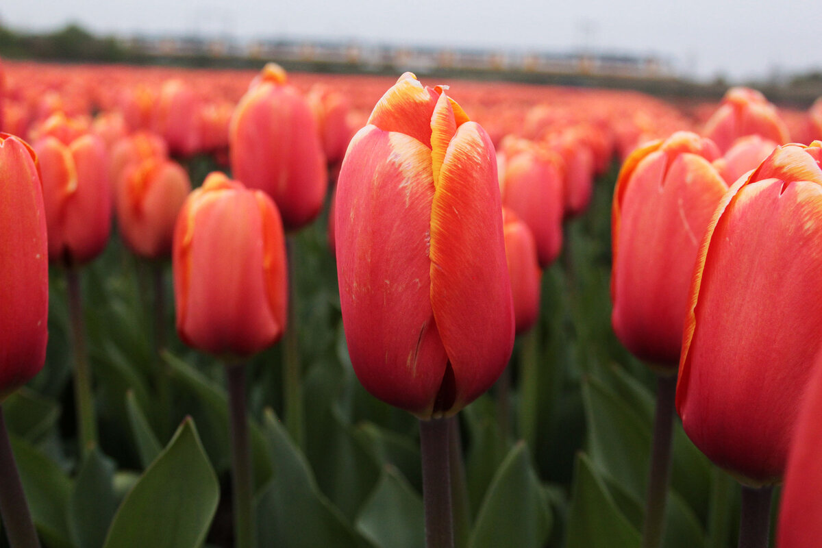 Красные тюльпаны в поле (здесь и далее фотографии с сервиса Яндекс.Картинки)