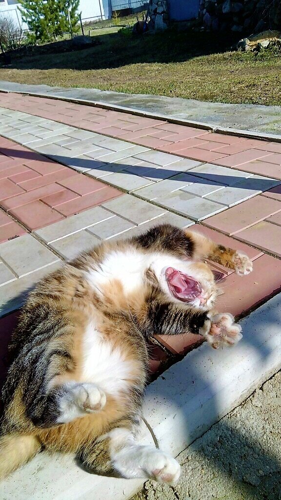 Люся на солнышке нежится