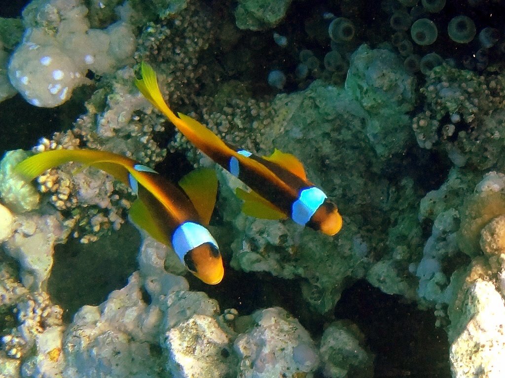 Амфиприон (рыба-клоун)