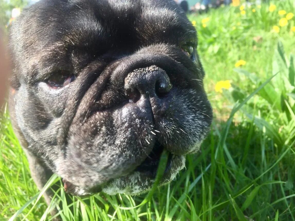 Летний зной тяжело переносить не только людям, но и нашим питомцам. Как помочь собаке справиться с жарой, не допустить перегрева и теплового удара?