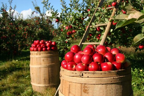 4 самых глупых мифа о вреде яблок