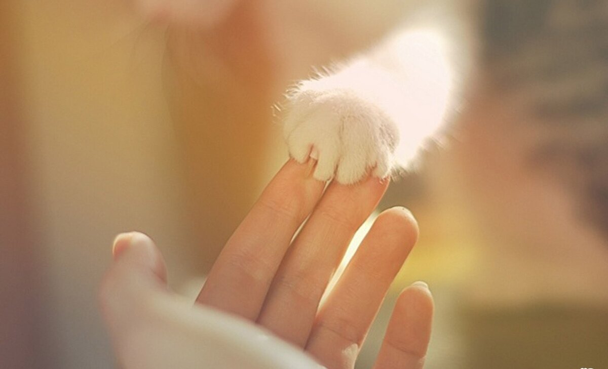 Дружба человека и животных