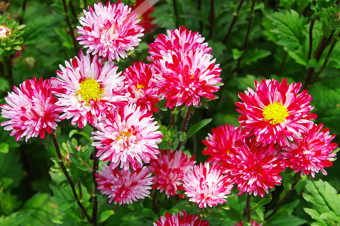 Есть такая разновидность астры, которая меняет свою окраску, если в почве есть никель, что помогает открывать месторождения этого металла