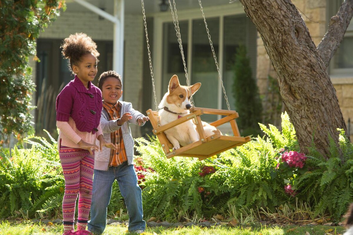Собачка жизнь. Курт рассел собака. Кей джей апа собачья жизнь. Собачья жизнь бейли. Собачка жизнь.
