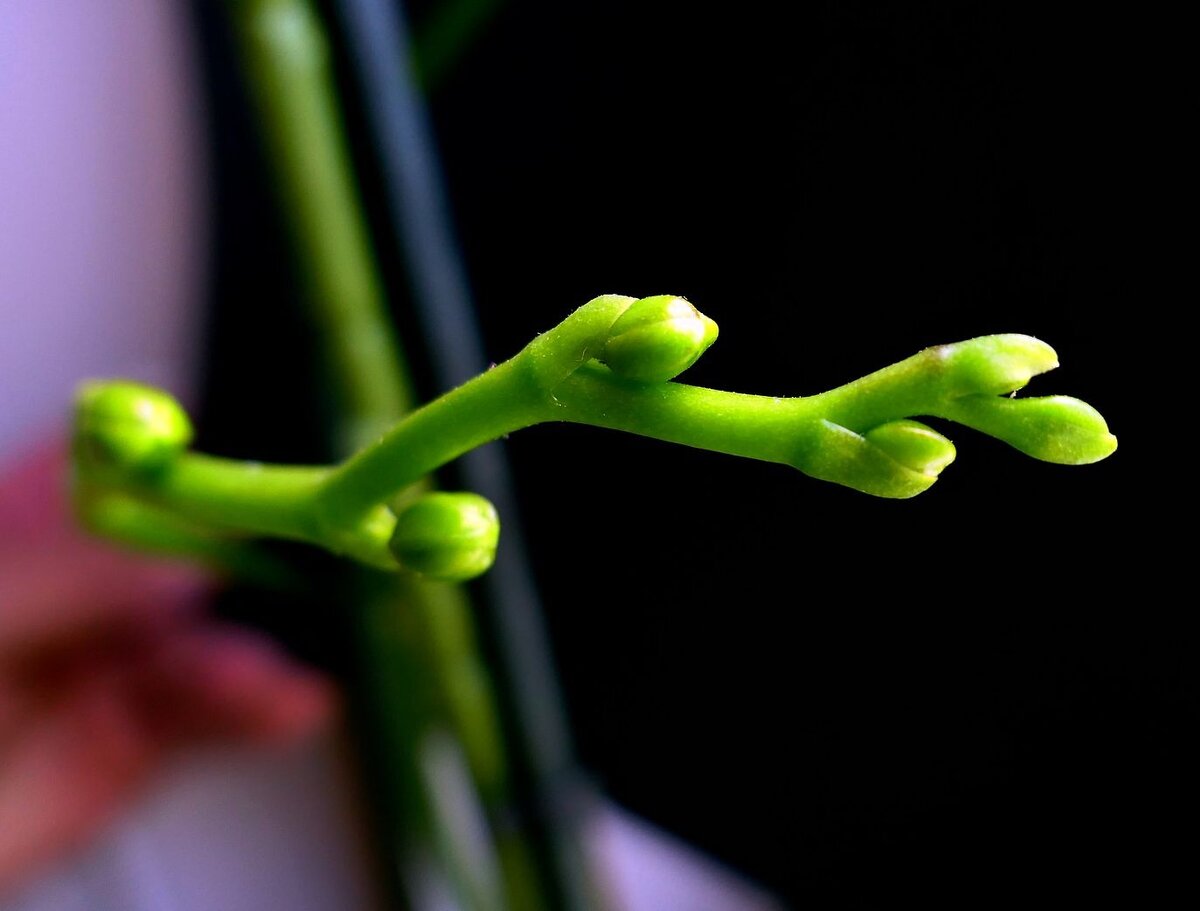 на орхидее липкие капельки на цветоносе. капли на цветоносе орхидеи. капли на цветоносе орхидеи. липкие капли на орхидее фаленопсис. мучнистая роса на орхидеях.