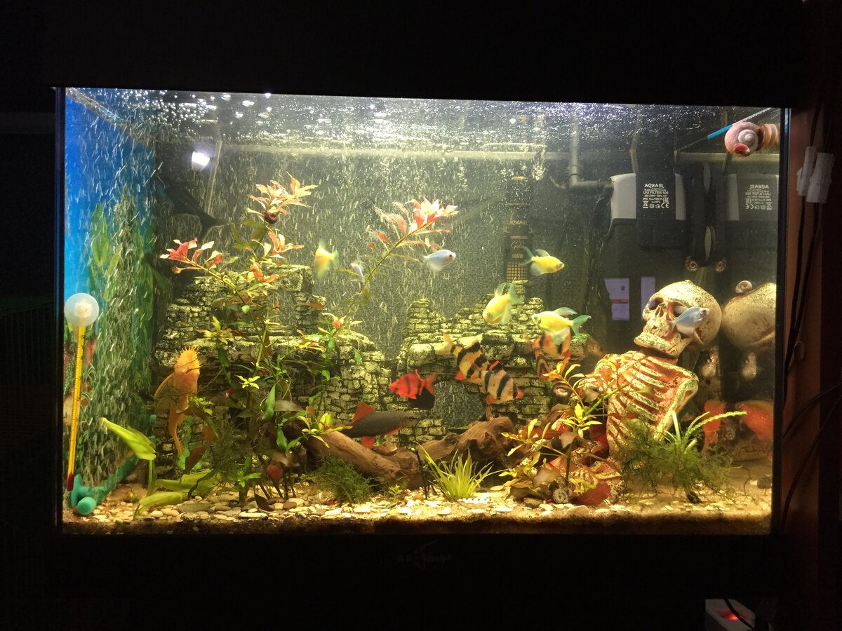 Это наш аквариум. Личное фото.