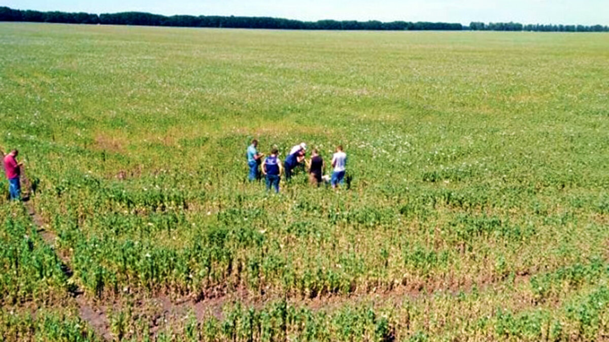 Тырново бабынинский район. 240 гектар. Посеяли мак. 240 гектаров. Недвижимость в бекешевской.