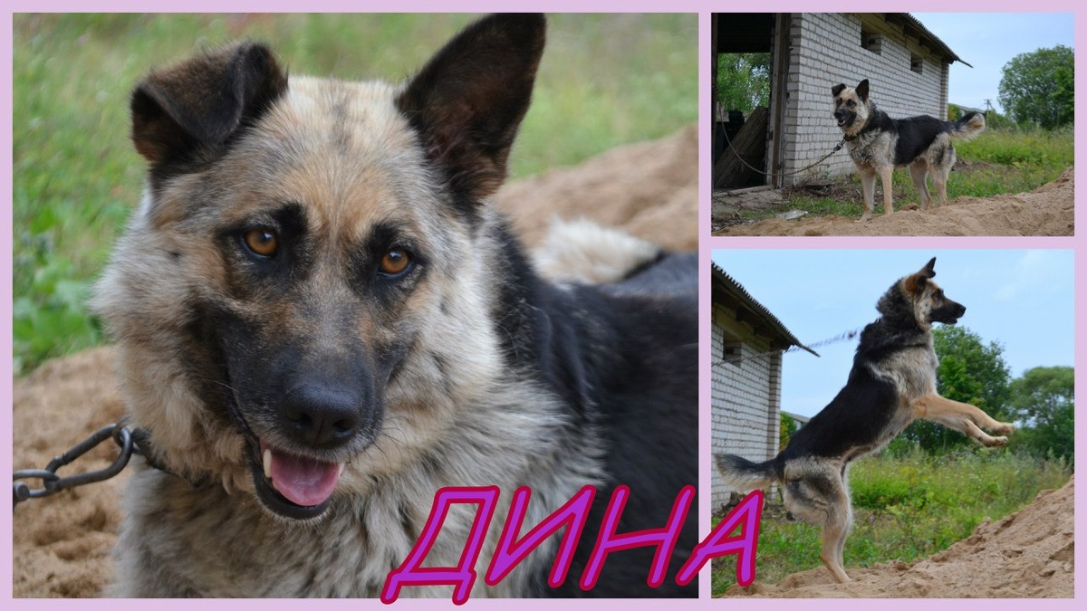 Динка идет на взлет