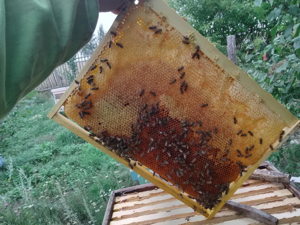 Сколько рамок для зимовки пчел. Пчелы на рамке зимой. Сокращение пчел в зиму. Рапсовый пчелам в зиму. Сокращение пчелиного гнезда на зиму.