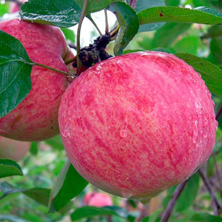 Сорта полукарликовых яблонь