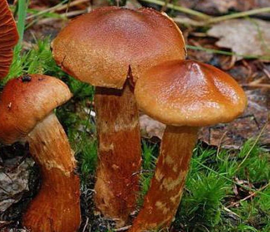 ПАУТИННИК КРАСИВЕЙШИЙ