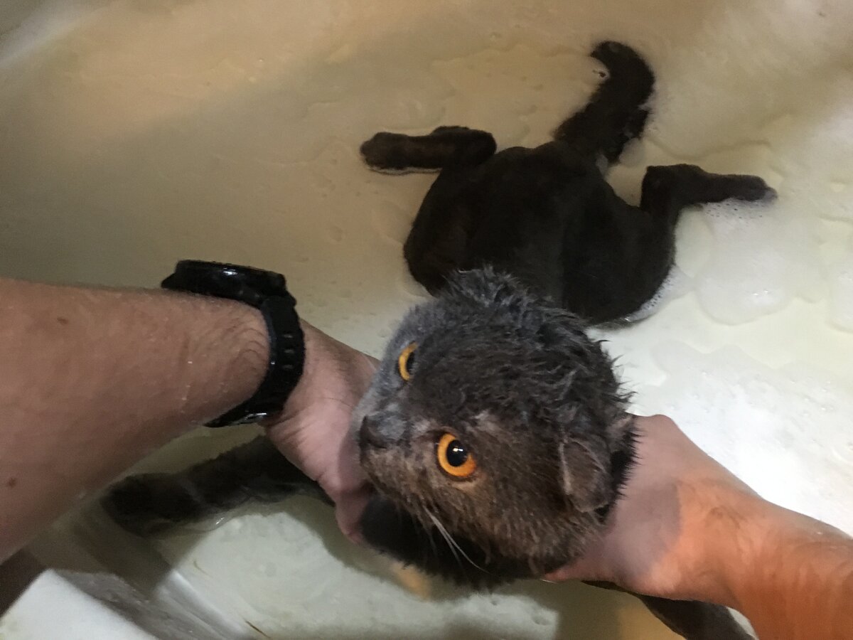 Как помыть кота. Вислоухий кот купается. Приспособление чтобы помыть кота. Кот боится воды. Купание для кошки стресс