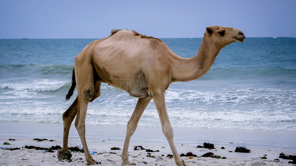 https://cdn.pixabay.com/photo/2017/08/30/15/56/camel-2697605_960_720.jpg