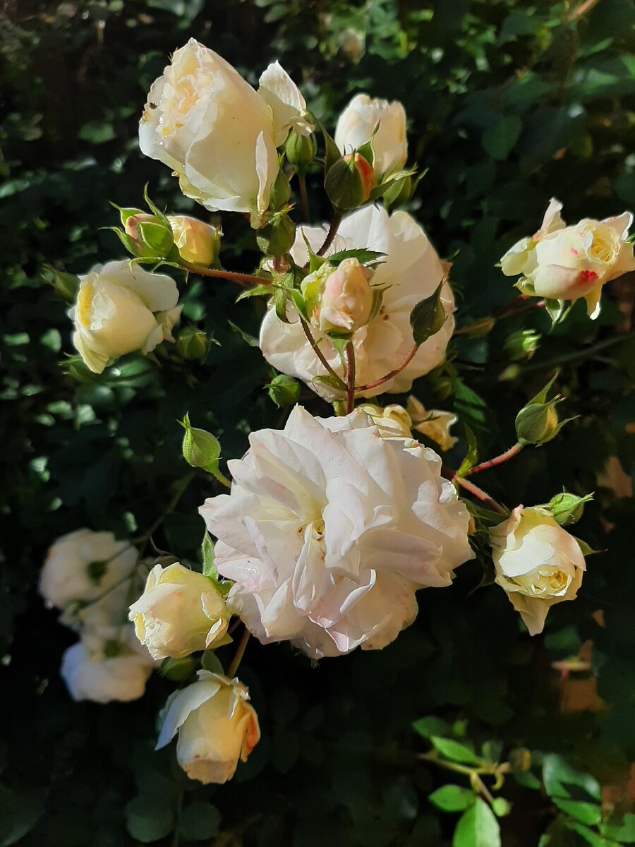 Taxandria Rose