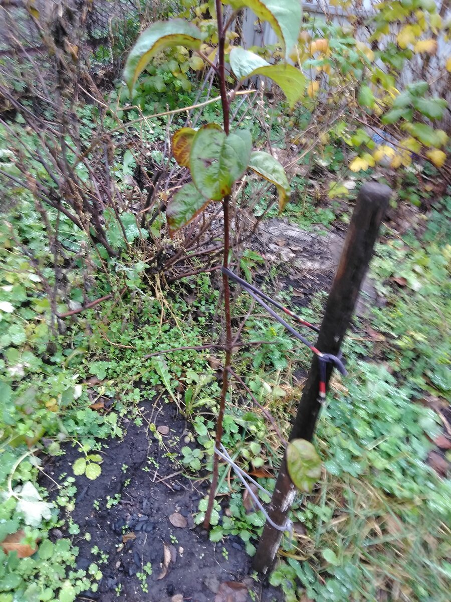 защита стволов плодовых деревьев. защита деревьев от грызунов на зиму. ограждения яблонь от мышей. укрытие колоновидных яблонь на зиму. защита яблони от мышей на зиму.