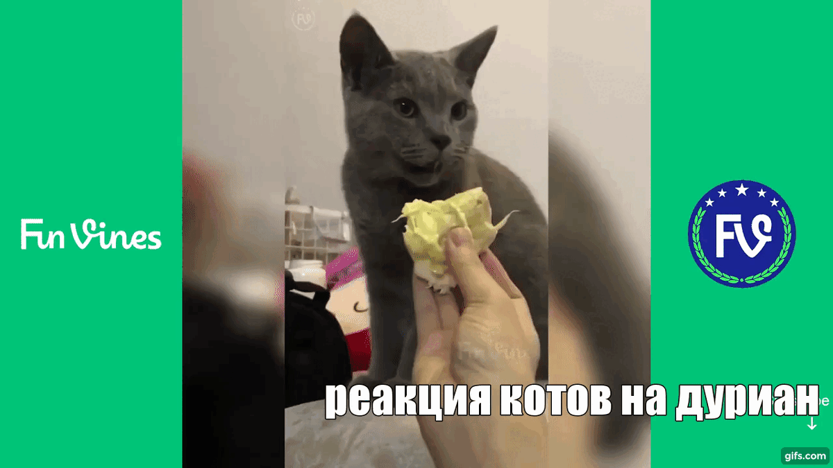 Бедный котик...