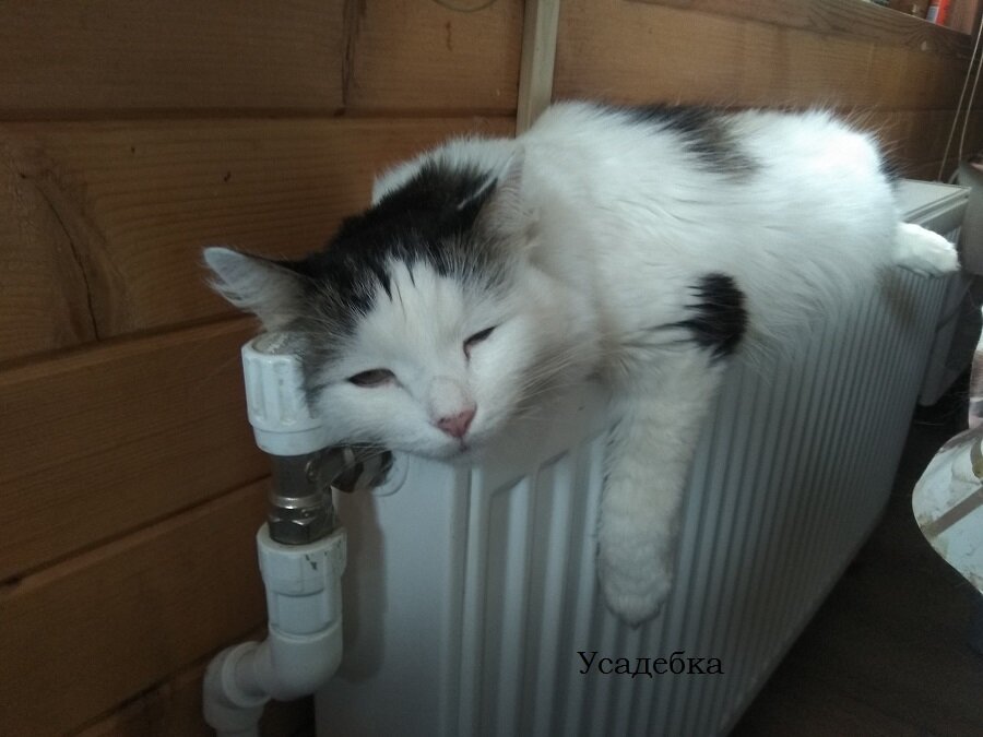 Наш котик греется после прогулки